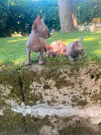 Gatti Sphynx cuccioli