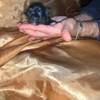 Seil chihuahua mini Toy con pedigree