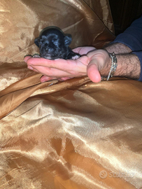 Seil chihuahua mini Toy con pedigree