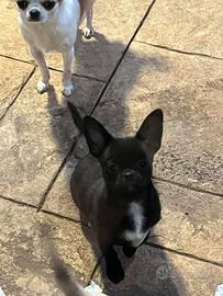 Cuccioli chihuahua pedigree