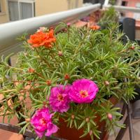 Pianta grassa fiorita