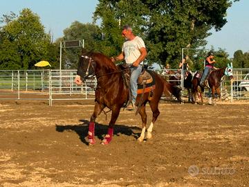 Quarter Horse