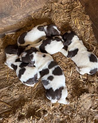 Cuccioli Springer Spaniel Inglese