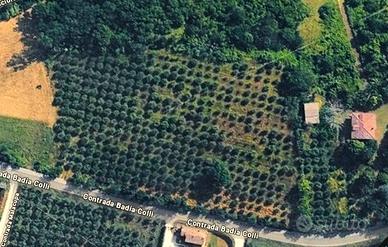 Oliveto