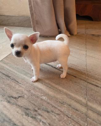 Chihuahua femmina