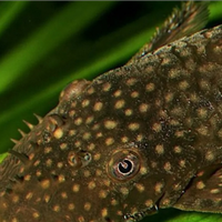 Avannotti di Ancistrus