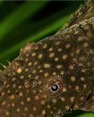 Avannotti di Ancistrus