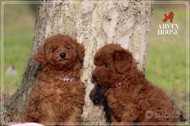 Cuccioli di Barboncino Toy e Mini Toy