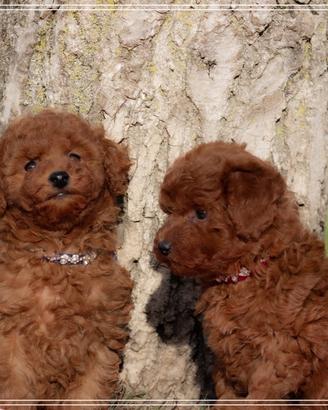 Cuccioli di Barboncino Toy e Mini Toy
