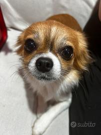 Monta chihuahua