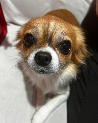 Monta chihuahua
