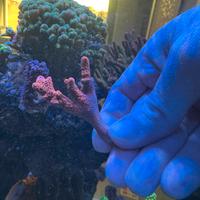 Talea montipora digitata rossa