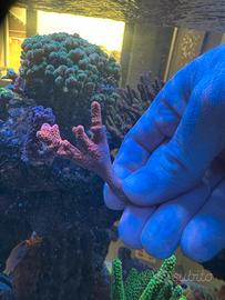 Talea montipora digitata rossa