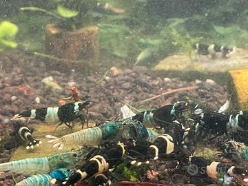 Caridine cantonensis taiwan bee