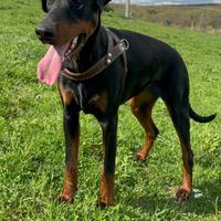 Cucciola di Dobermann femmina 10 mesi ?