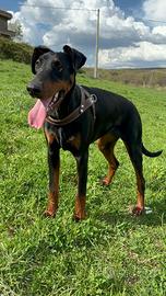 Cucciola di Dobermann femmina 10 mesi ?