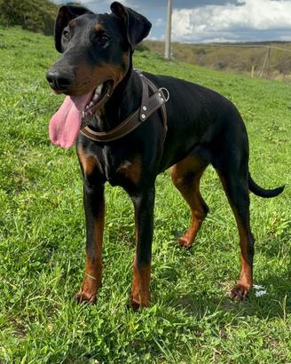 Cucciola di Dobermann femmina 10 mesi ?