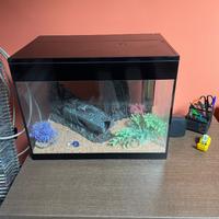 Acquario