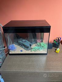 Acquario