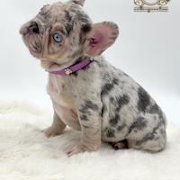 Sublime principessina bulldog francese Lilac merle