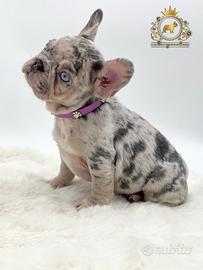 Sublime principessina bulldog francese Lilac merle