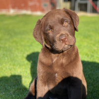 Disponibili cuccioli di Labrador Retriever ciocco