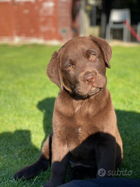 Disponibili cuccioli di Labrador Retriever ciocco