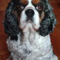 Cavalier King adulto con pedigree sterilizzata