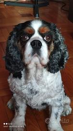 Cavalier King adulto con pedigree sterilizzata
