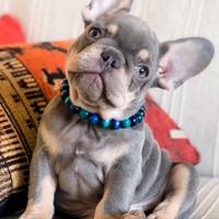 BULLDOG & BOULEDOGUE FRANCESE BLU pag 12 mesi