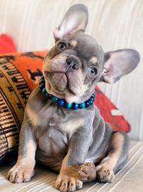 BULLDOG & BOULEDOGUE FRANCESE BLU pag 12 mesi
