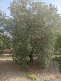 Piante olivo di 30 anni