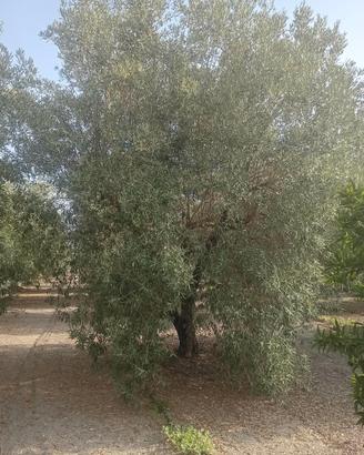 Piante olivo di 30 anni