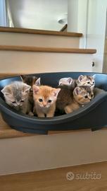 Cucciolo di British shorthair