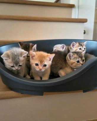 Cucciolo di British shorthair