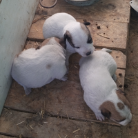 Cuccioli Jack Russell con PEDIGREE