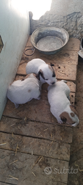 Cuccioli Jack Russell con PEDIGREE