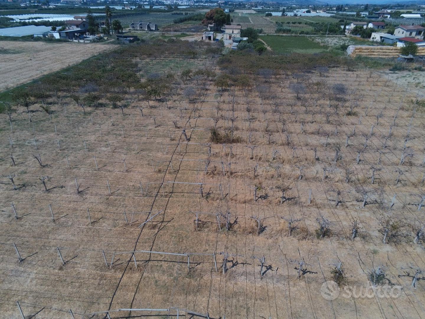 Terreno agricolo + fabbricati a Policoro - 3 ha - Vista 3