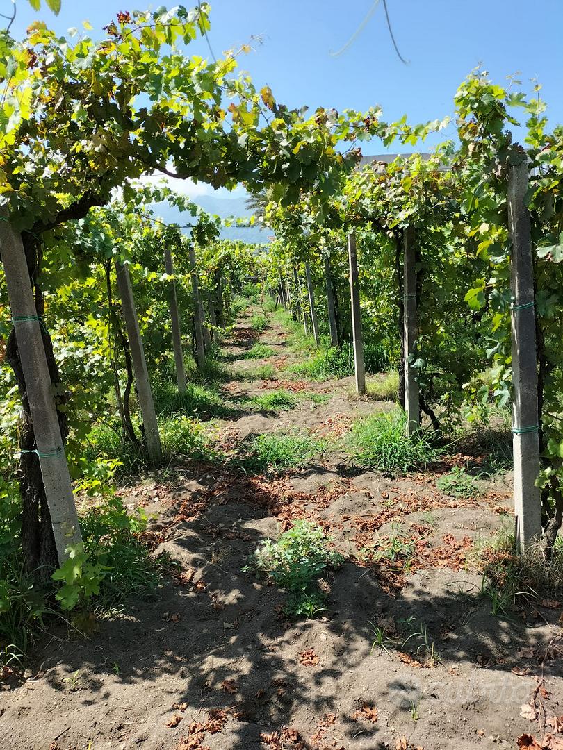 Terreno agricolo con Vigneto in piena produzione - Vista 5