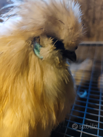 Gallo moroseta silkie bianco