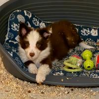 Border collie