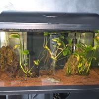 acquario