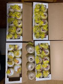 Cotone per maglieria