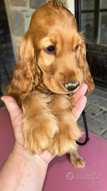 Cucciolo di cocker
