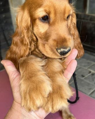 Cucciolo di cocker