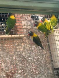 Inseparabili personata