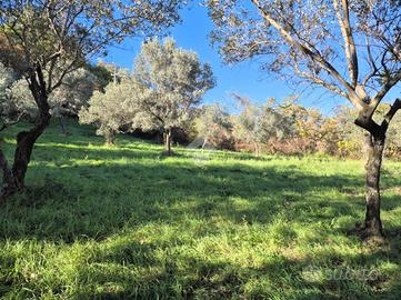 TER. AGRICOLO A MOMPEO