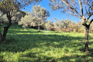 TER. AGRICOLO A MOMPEO