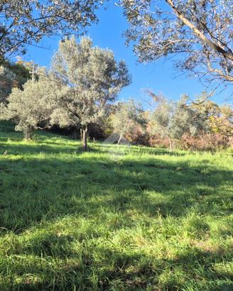 TER. AGRICOLO A MOMPEO