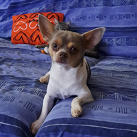 Chihuahua maschi per monta